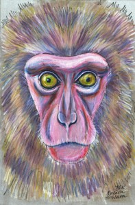 macaca_fuscata_72
