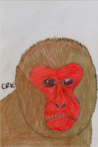 macaca_fuscata_crk_72
