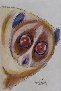 nycticebus_coucang_72