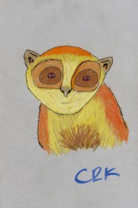 nycticebus_coucang_crk_72