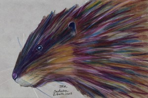 ondatra_zibethicus_72