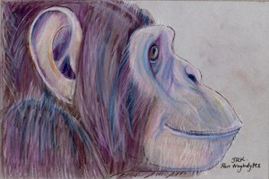 pan_troglodytes_72