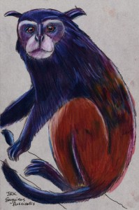 saguinus_fuscicollis_72