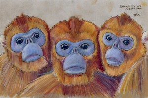 rhinopithecus_roxellana_72