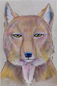 vulpes_ferrilata_72