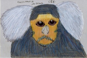callithrix_jacchus_crk72