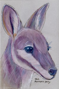 macropus_parryi72