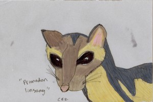 prionodon_linsang_crk72