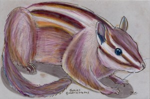 tamias_quadrivittatus72