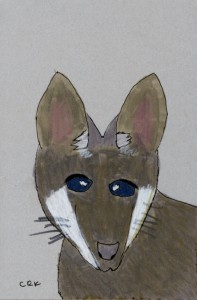 wallabyCRK72