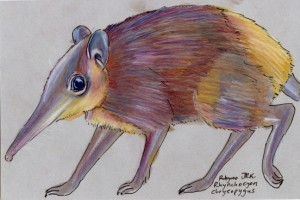 rhynochocyon_chrysopygus72