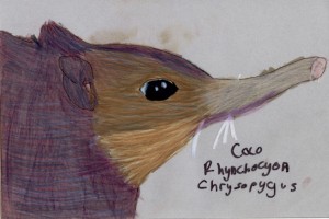 rhynochocyon_chrysopygus_crk72