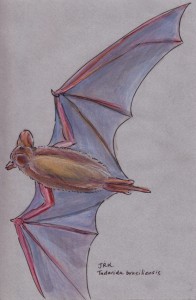 tadarida_brasiliensis72