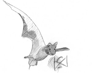 tadarida_brasiliensis_tck72