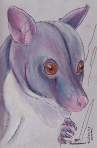 trichosurus_caninus72